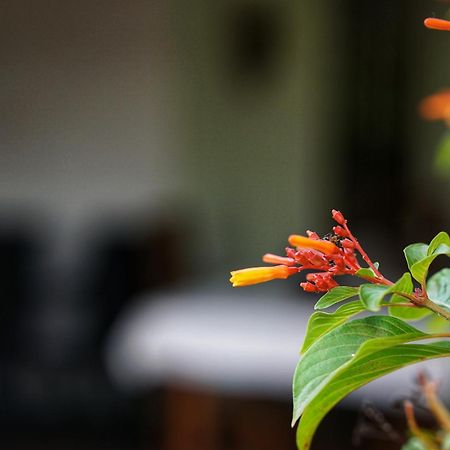 Sashini Homestay Szigirija Kültér fotó